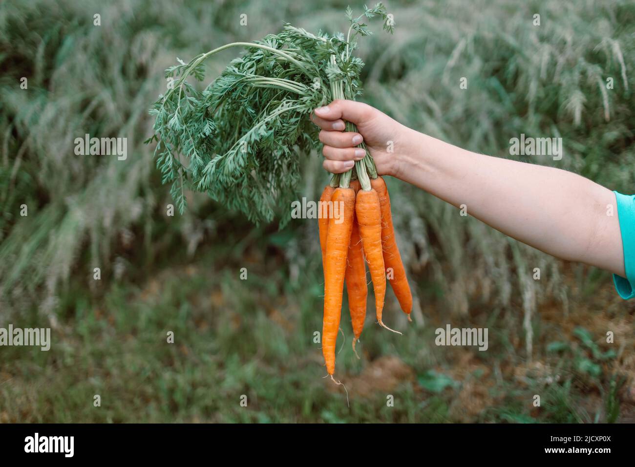 Le mani del coltivatore biologico che tengono le verdure appena raccolte sulla sua fattoria con spazio di copia. Stile rustico. Concetto di cibo sano. Foto Stock