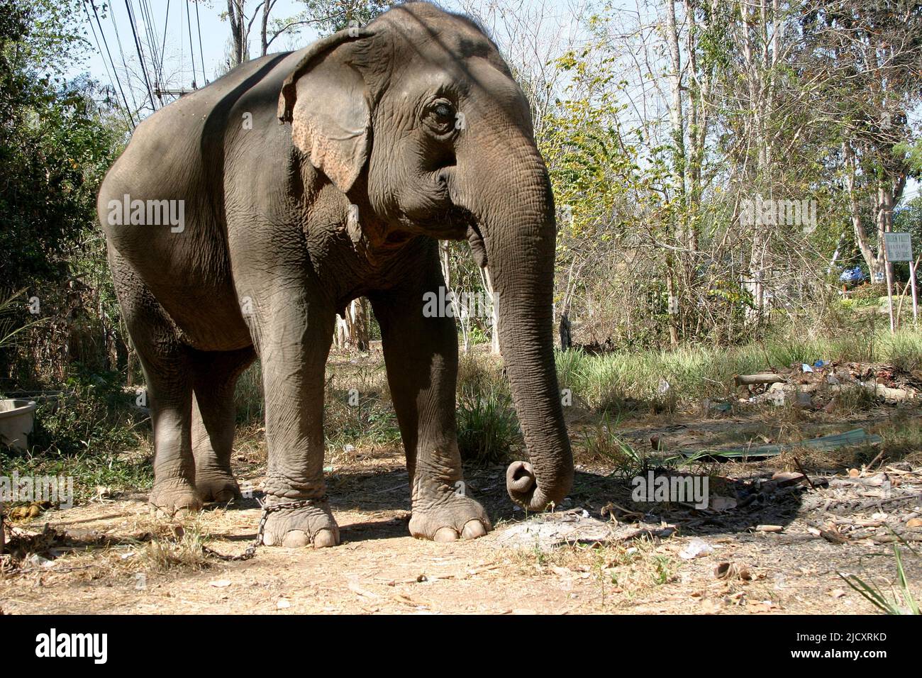 Un elefante sofferente in elefante kraal padiglione ayutthaya Thailandia una catena di contenimento è attaccato alla sua gamba Foto Stock