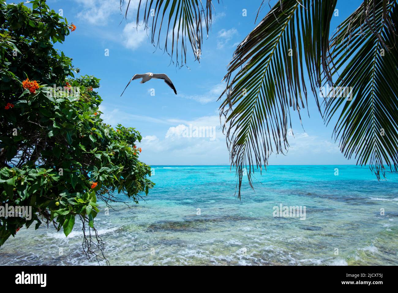 Vista sul mare tropicale con palme foglie di un'isola tropicale con un gabbiano che vola contro il cielo blu - Estate, vacanza, natura, viaggi Foto Stock