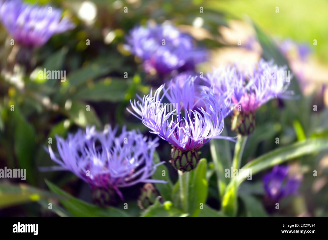 Centaurea montana o alghe di montagna. Delicati fiori blu nel giardino. Architettura paesaggistica. Sfocatura radiale Foto Stock