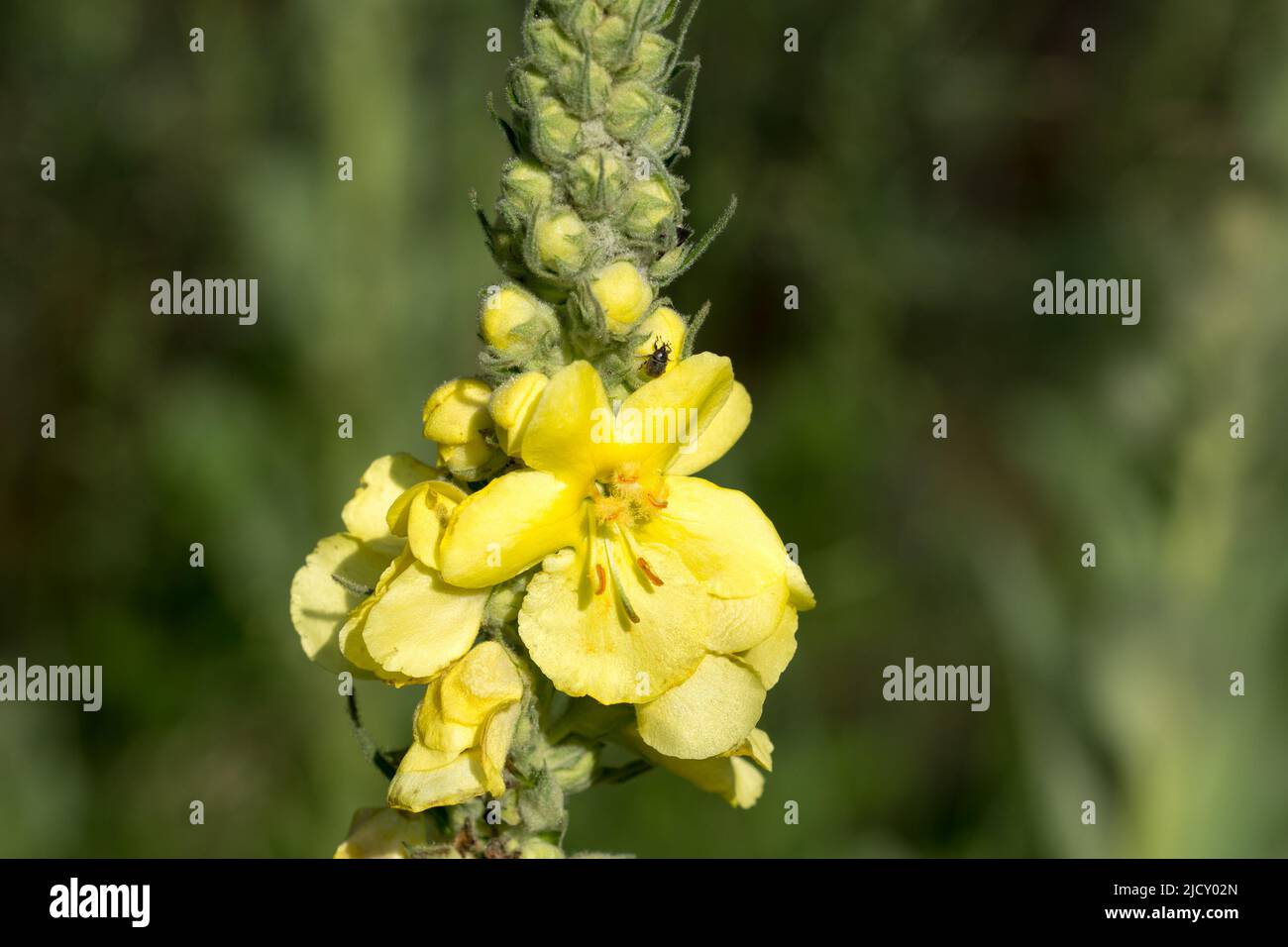 Verbascum thapsus, grande mullein giallo estate fiori closeup selettivo fuoco Foto Stock