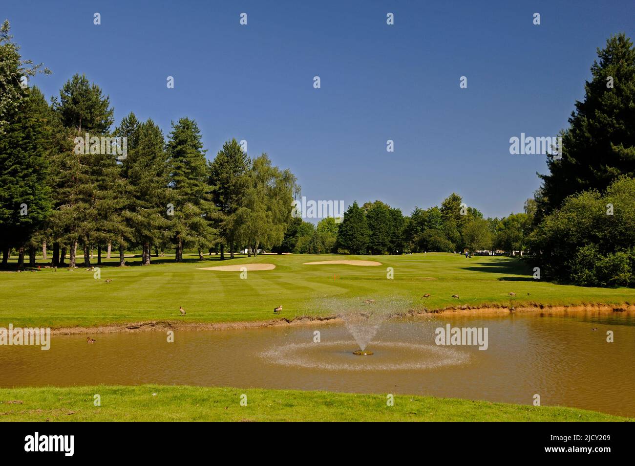 Vista su Pond a 4th Green, Bentley Golf Club, Brentwood, Essex, Inghilterra Foto Stock