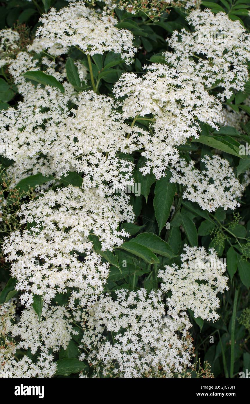 Sambucus nigra holler holunder immagini e fotografie stock ad alta ...