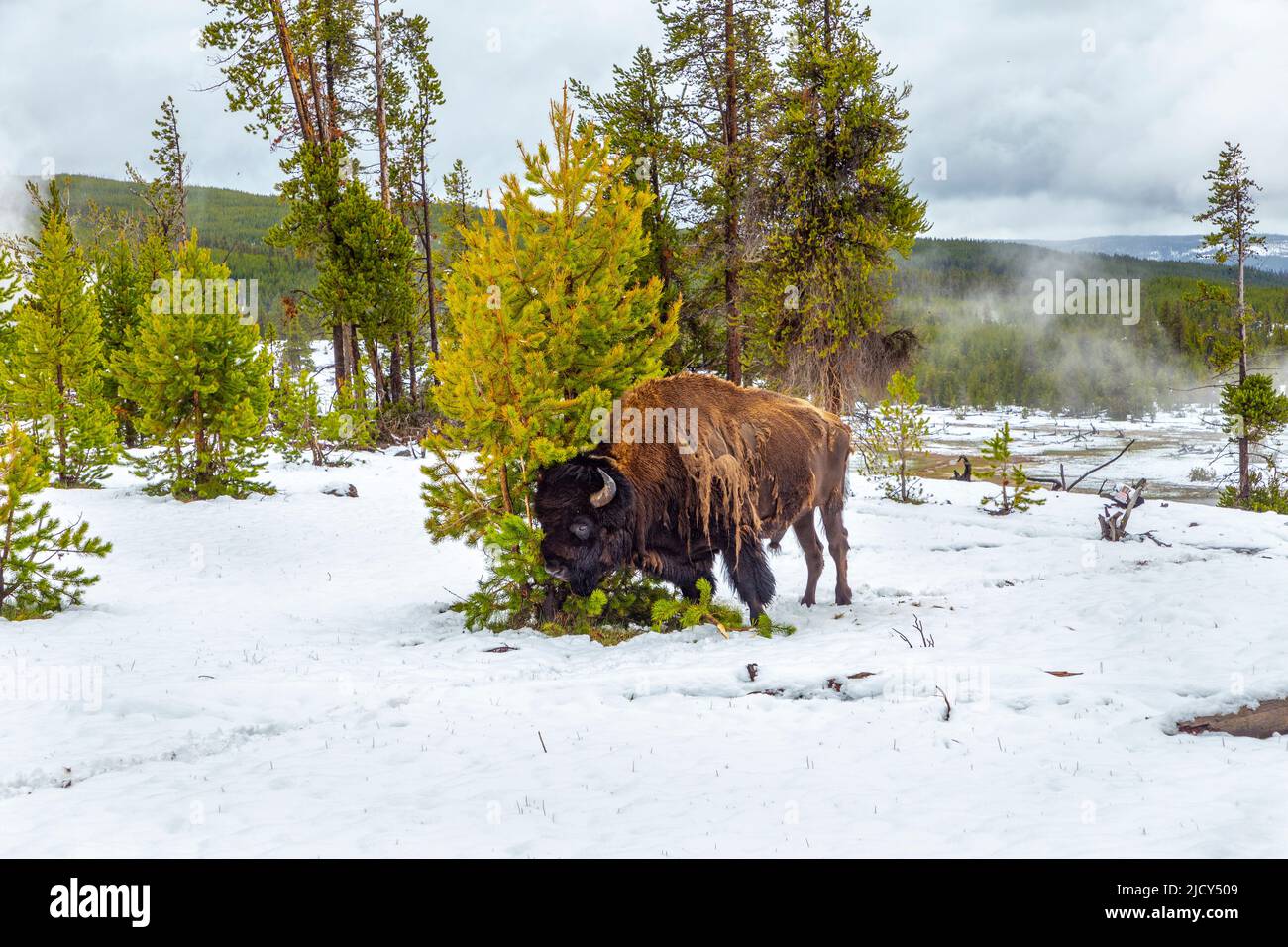 Enorme Bison pascolo ad un albero in inverno al parco nazionale di Yellowstone Foto Stock