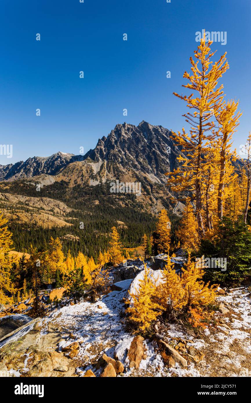 WA21666-00...WASHINGTON - gli alberi di larice alpini e il Monte Stuart da Ingall Way nella zona di Alpine Lakes Wilderness. Foto Stock