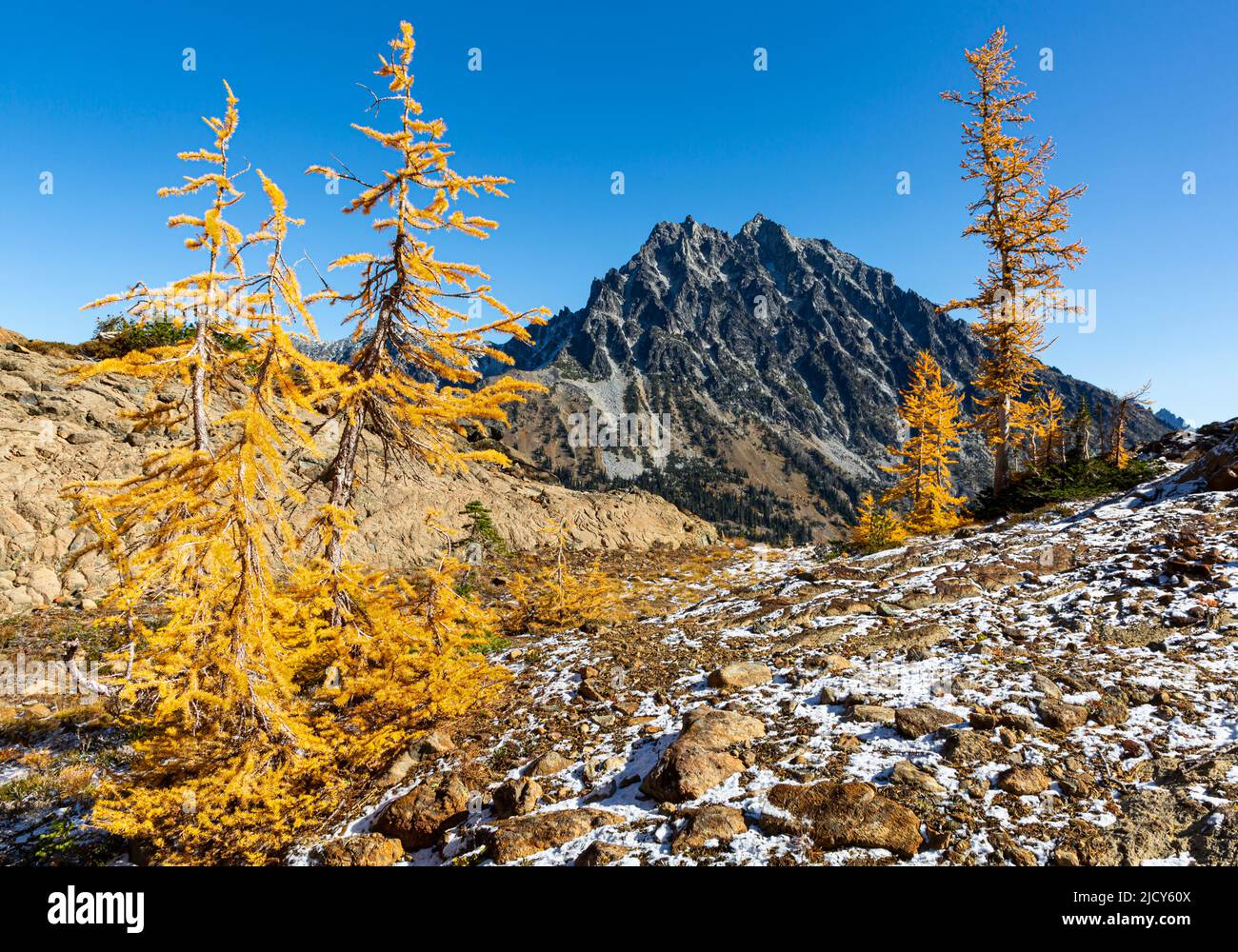 WA21676-00...WASHINGTON - gli alberi di larice alpini e il Monte Stuart da Ingall Way nella zona di Alpine Lakes Wilderness. Foto Stock