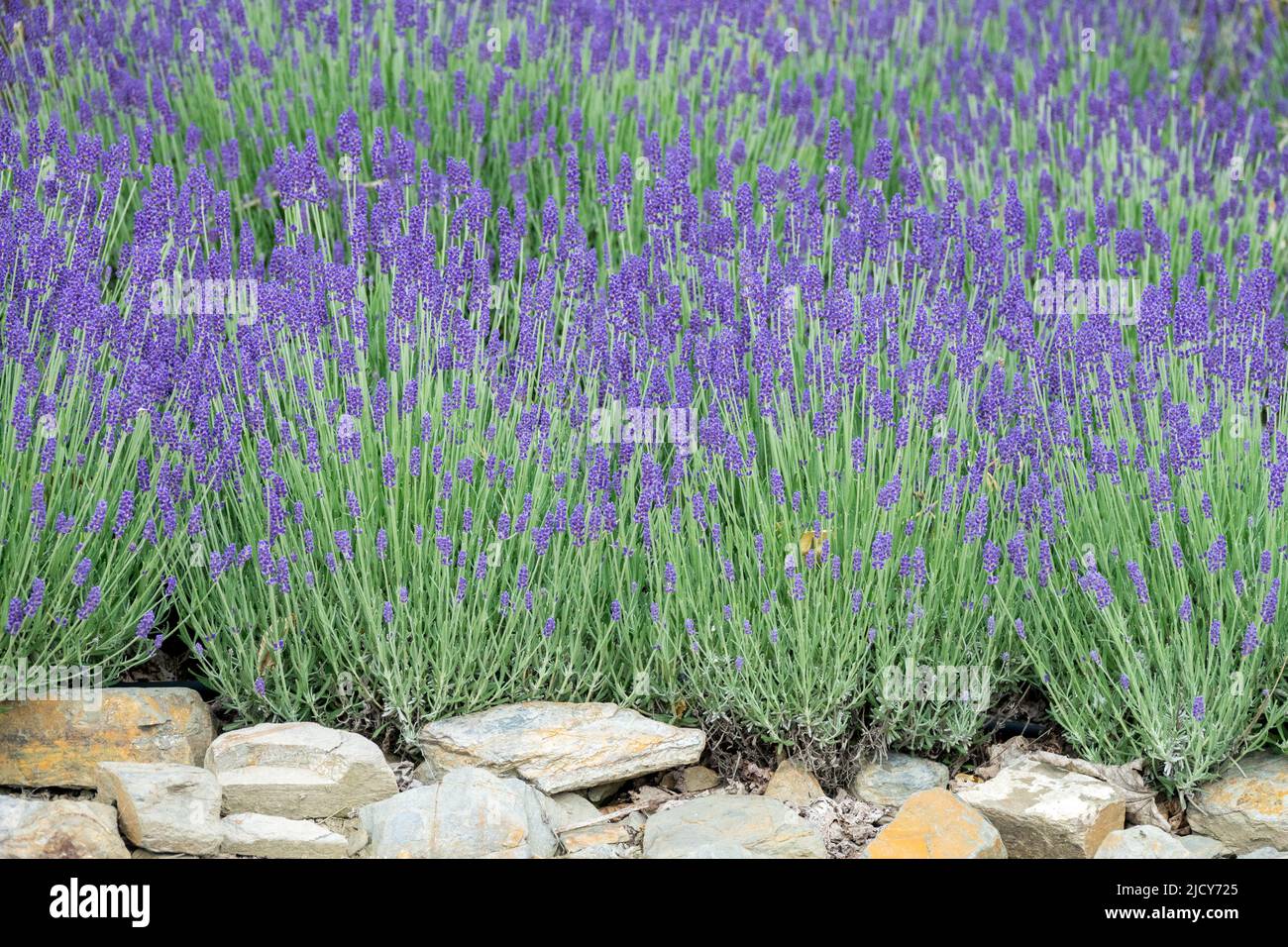 Pietra muro lavanda fragrante, piante in giardino, muro, Lavandula, fiori Foto Stock