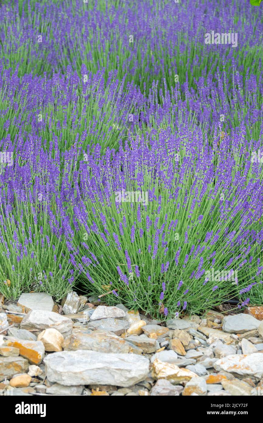 Lavanda in piena espansione che cresce su terreno sassoso Foto Stock