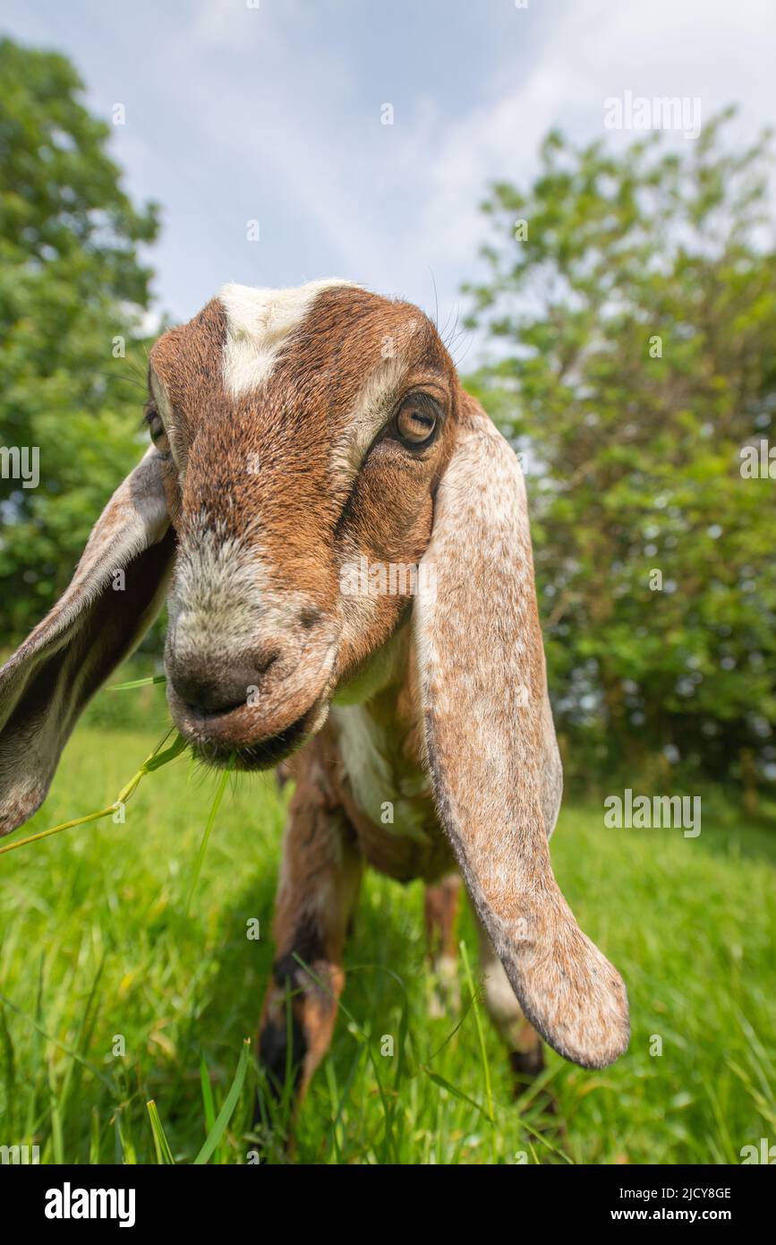 Capra anglo-nubiana allevata per latte Foto Stock