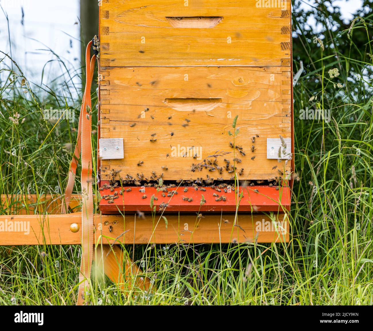 Una colonia di api da miele su un alveare di legno in un campo, Scozia, Regno Unito Foto Stock