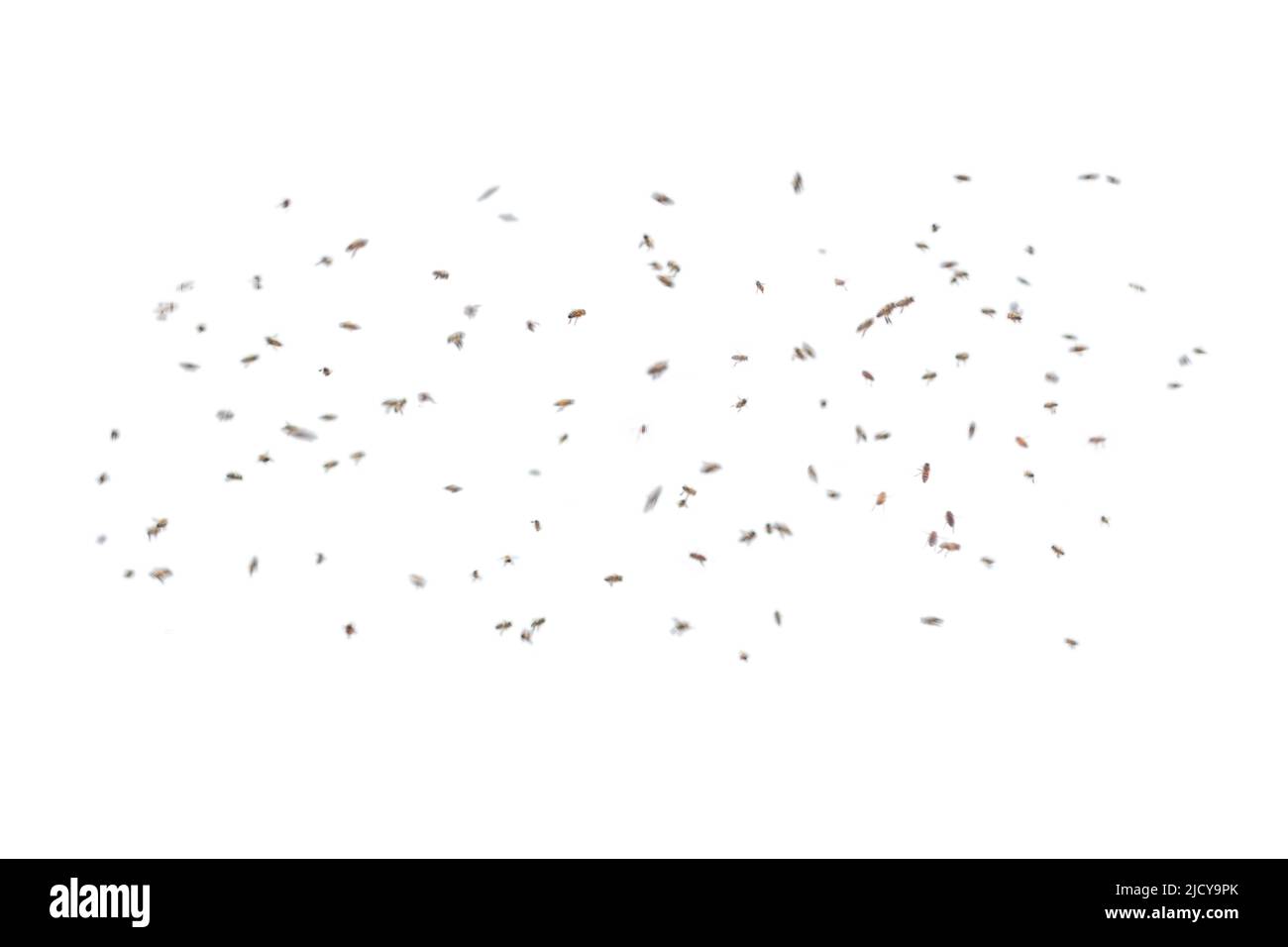 Gruppo di api battenti isolato su sfondo bianco Foto Stock