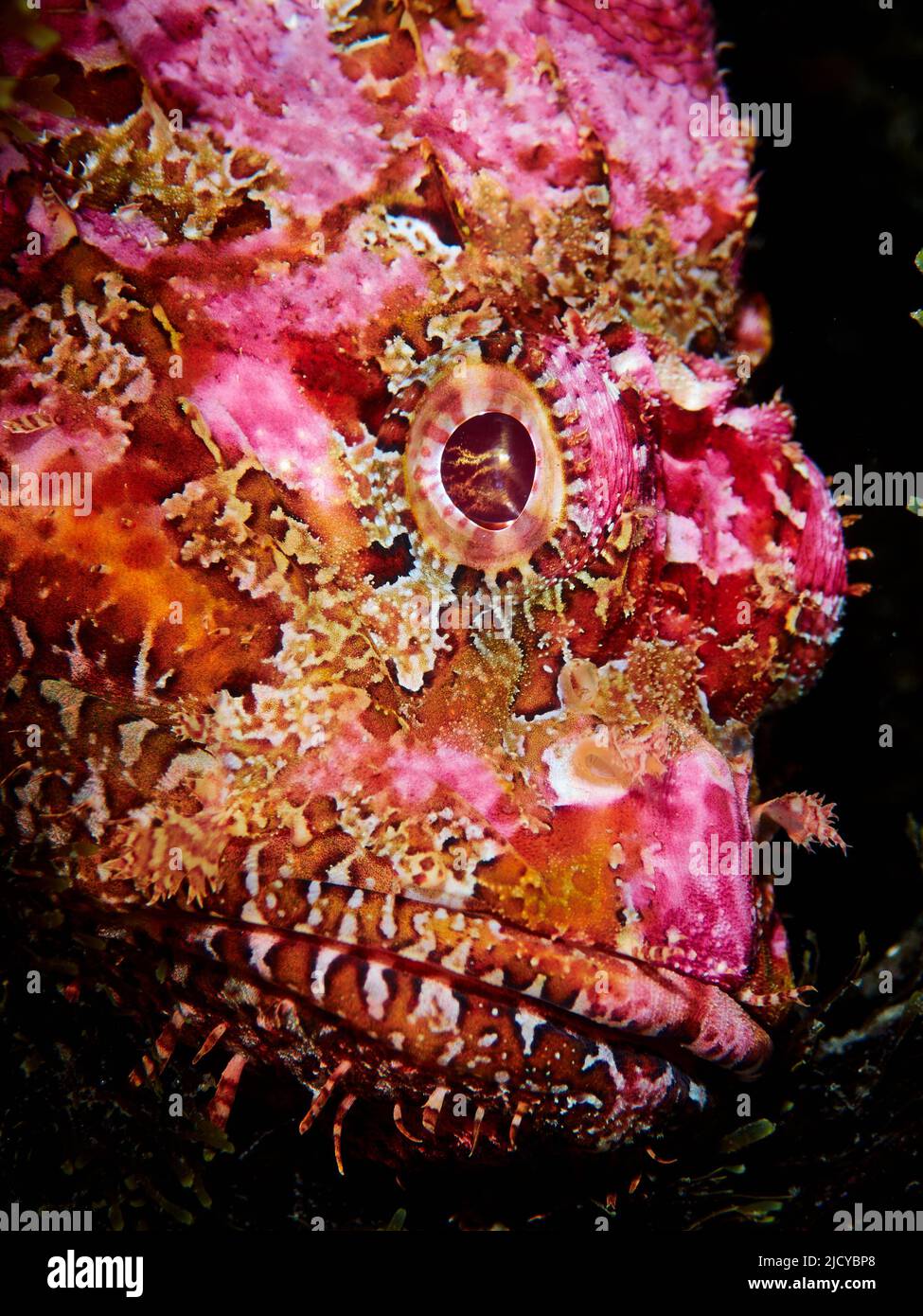 Ritratto di pesce. Fotografia subacquea di un pesce Scorpione (Scorpaena scrofa) nel mediterraneo. Sfondo nero. Foto Stock