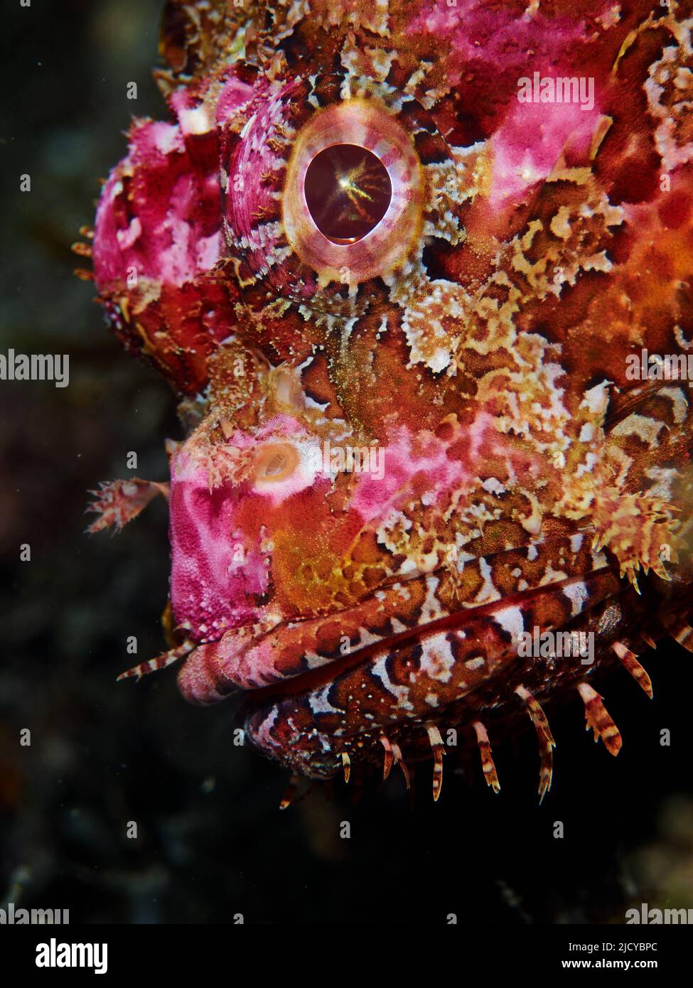 Ritratto di pesce. Fotografia subacquea di un pesce Scorpione (Scorpaena scrofa) nel mediterraneo. Sfondo nero. Foto Stock
