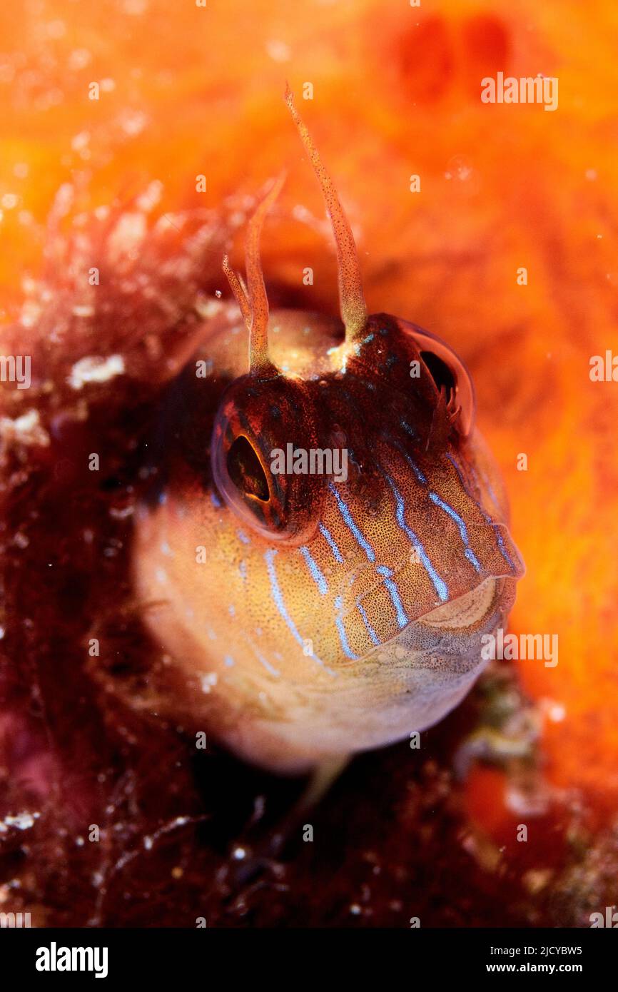 Ritratto di un parablennius rouxi. Gli adulti si presentano nella zona litoranea poco profonda alla zona oltre l'influenza dei movimenti dell'acqua, sopra le rocce leggere Foto Stock