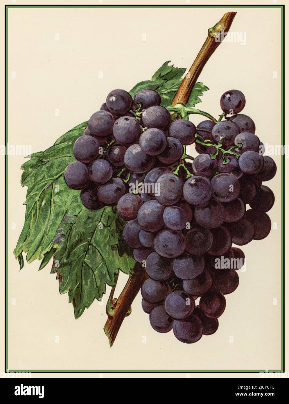 NERO ALICANTE mature mazzo di uva illustrazione litografia Alicante è un teinturier, un'uva con carne rossa. È una delle poche uve teinturier che appartengono alla specie Vitis vinifera. Il suo colore intenso lo rende utile per la miscelazione con vino rosso chiaro. È stato piantato pesantemente durante il divieto in California per l'esportazione verso la costa orientale. Foto Stock