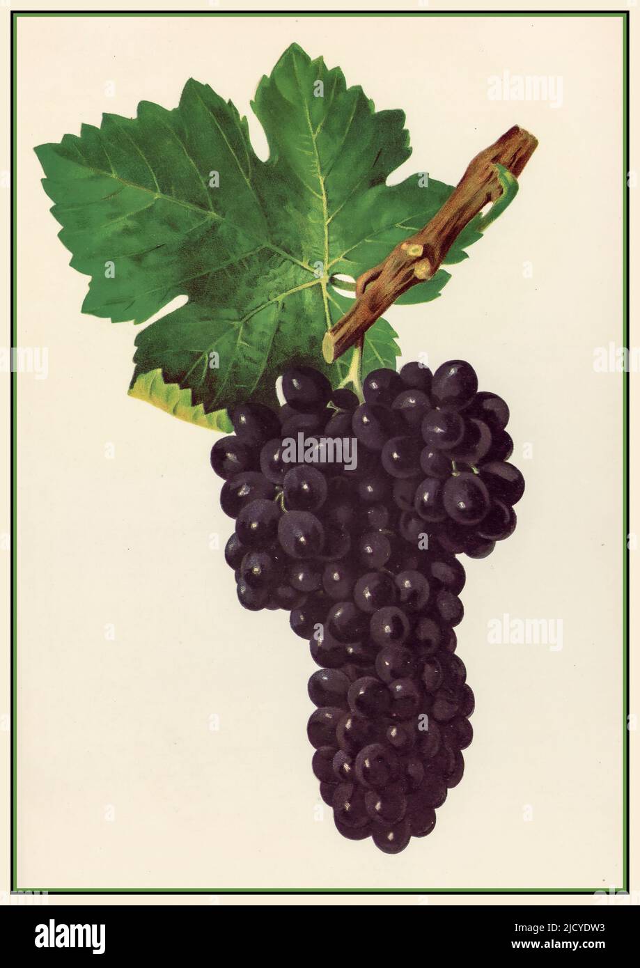 SYRAH mature mazzo di vino Syrah uva litografia Illustrazione. Il Syrah, noto anche come Shiraz, è un vitigno dalla pelle scura coltivato in tutto il mondo e utilizzato principalmente per produrre vino rosso. Foto Stock