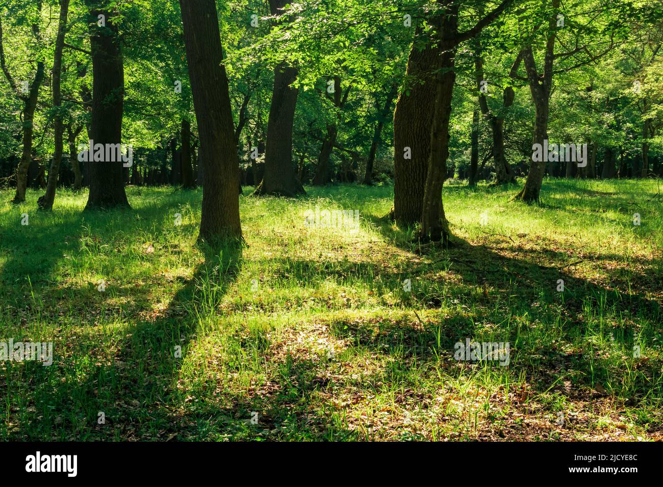 paesaggio in una foresta di querce in una giornata di sole Foto Stock