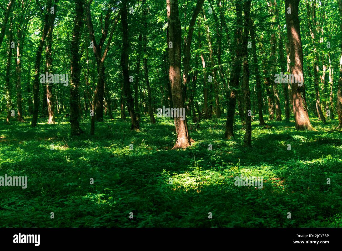 foresta decidua leggera con macchie di sole su lussureggiante sottobosco Foto Stock
