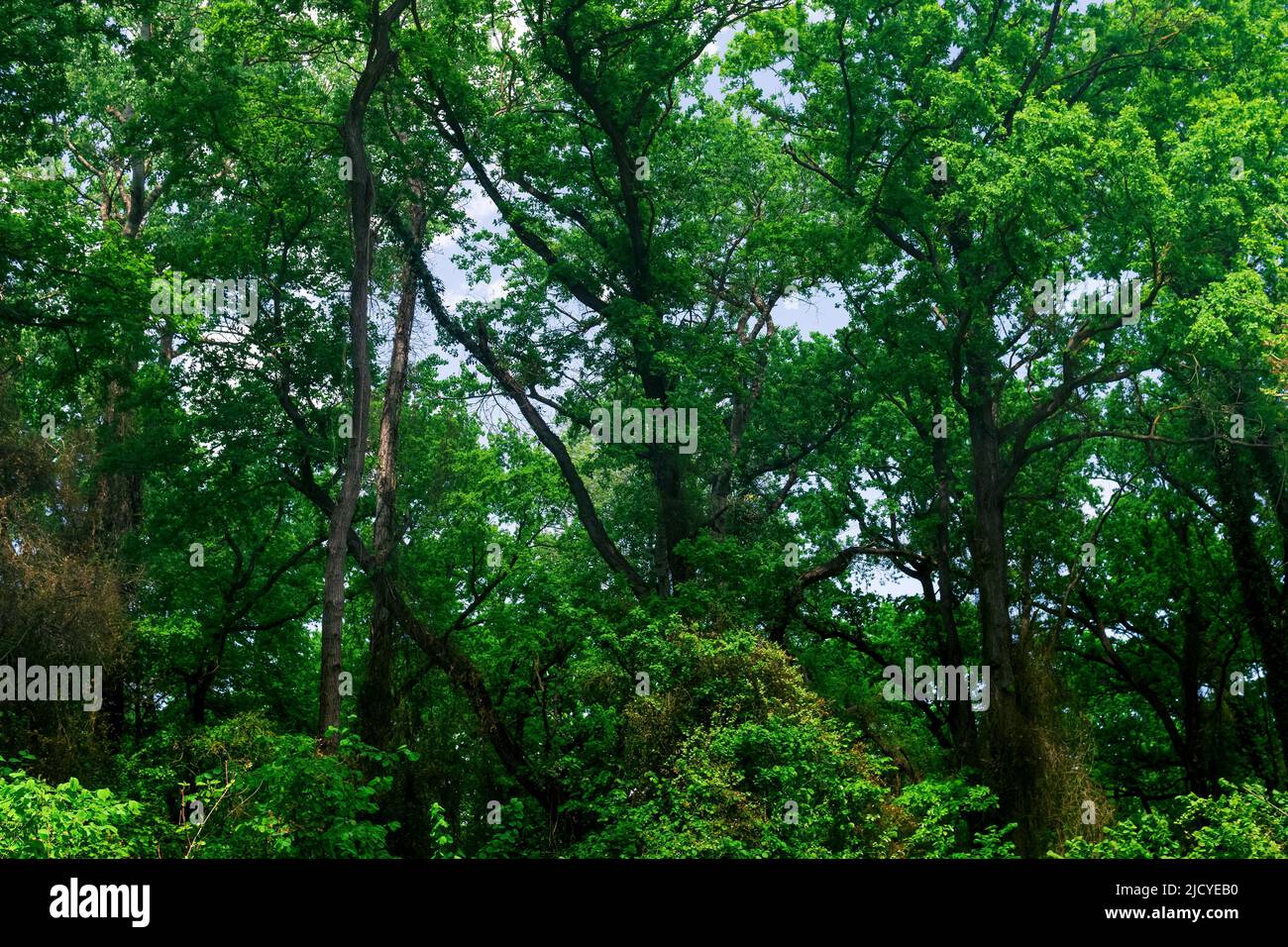 corone di alberi alti in una foresta a foglia larga Foto Stock