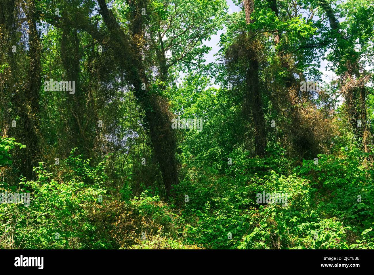 Foresta di liana subtropicale nel delta del fiume Samur Foto Stock