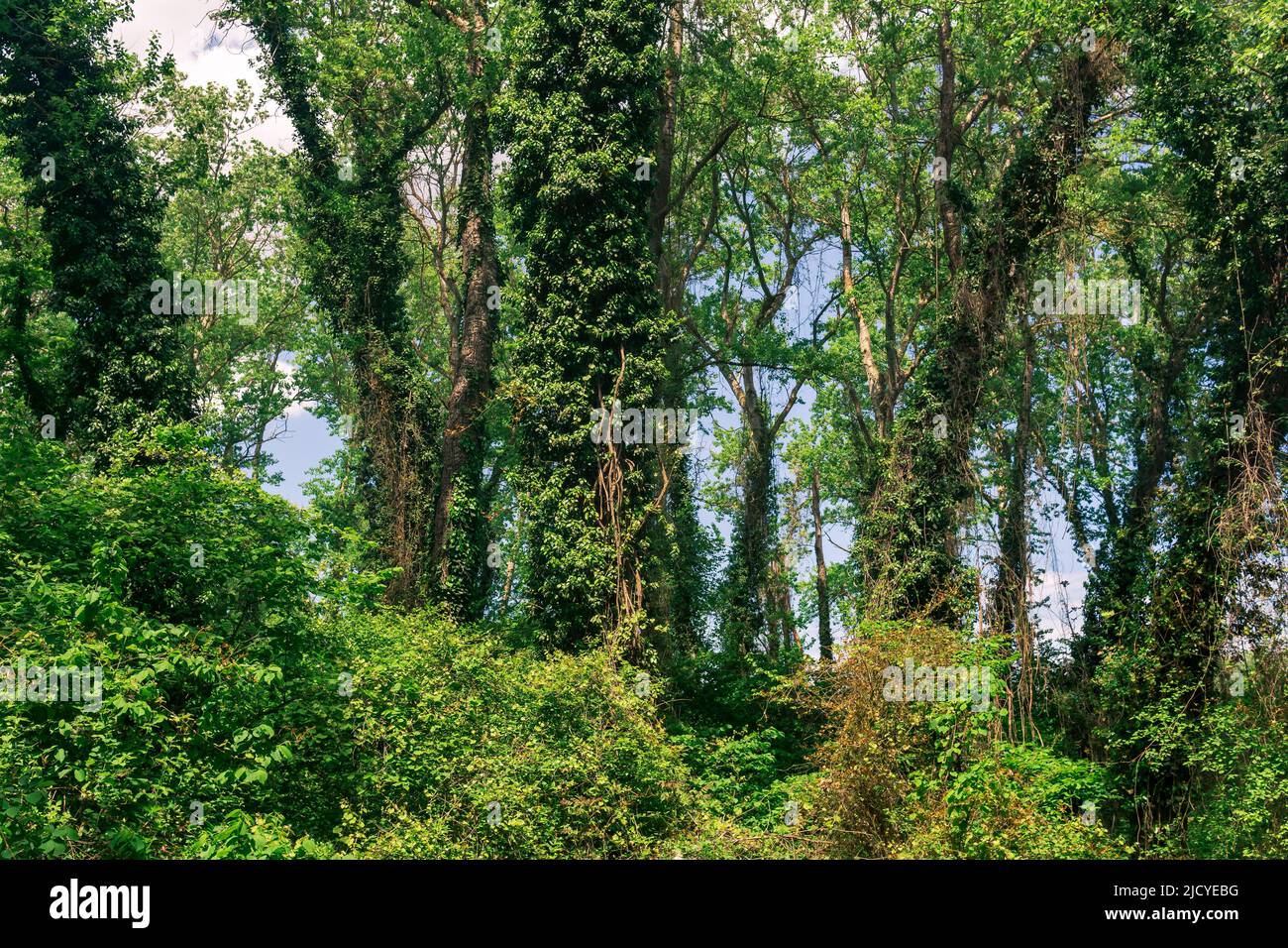 ticket di alberi coperti di liana in una foresta subtropicale a foglia larga Foto Stock