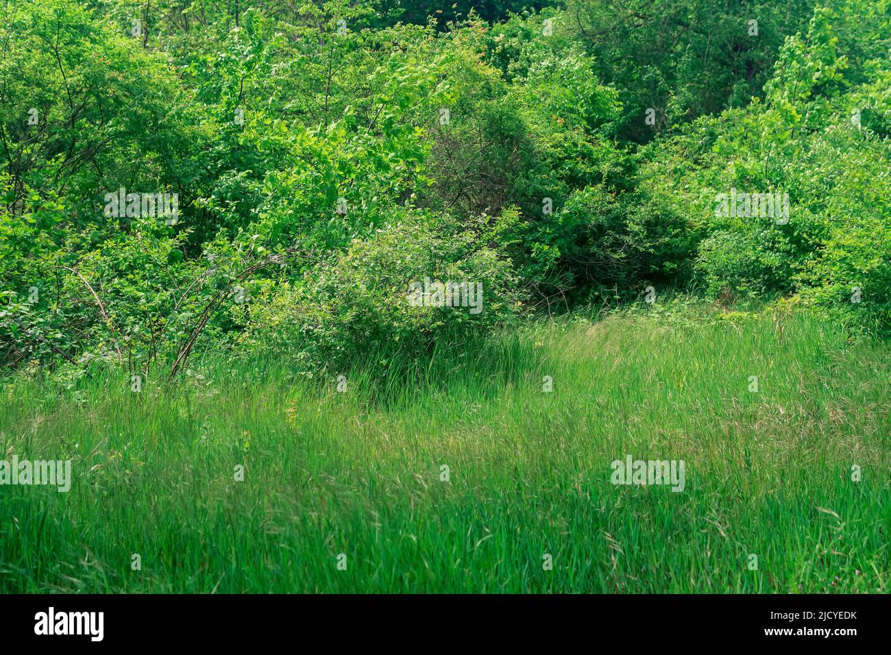 paesaggio naturale, prato erboso ai margini di una foresta decidua Foto Stock