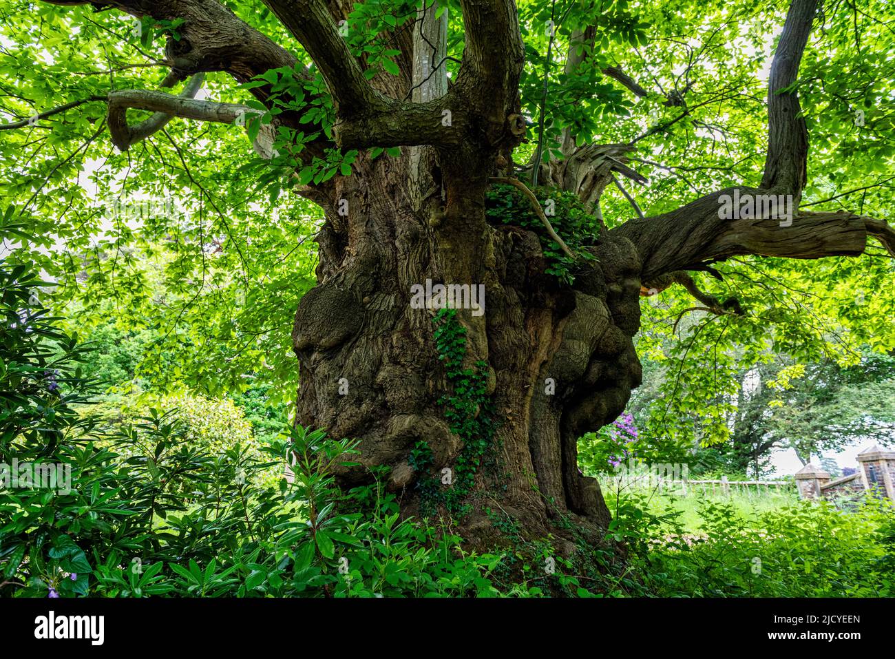 Molto vecchio albero di castagno dolce vicino a Shipbourne, Tonbridge nel Kent, Inghilterra Foto Stock