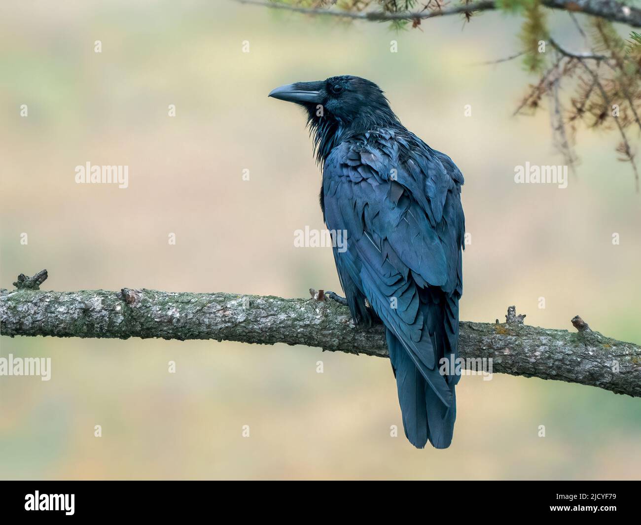 Grande corvo seduto su una filiale in Canadian Rockies. Corvus Corax nel Parco Nazionale di Jasper, Alberta. Fauna selvatica del Nord America. Foto Stock