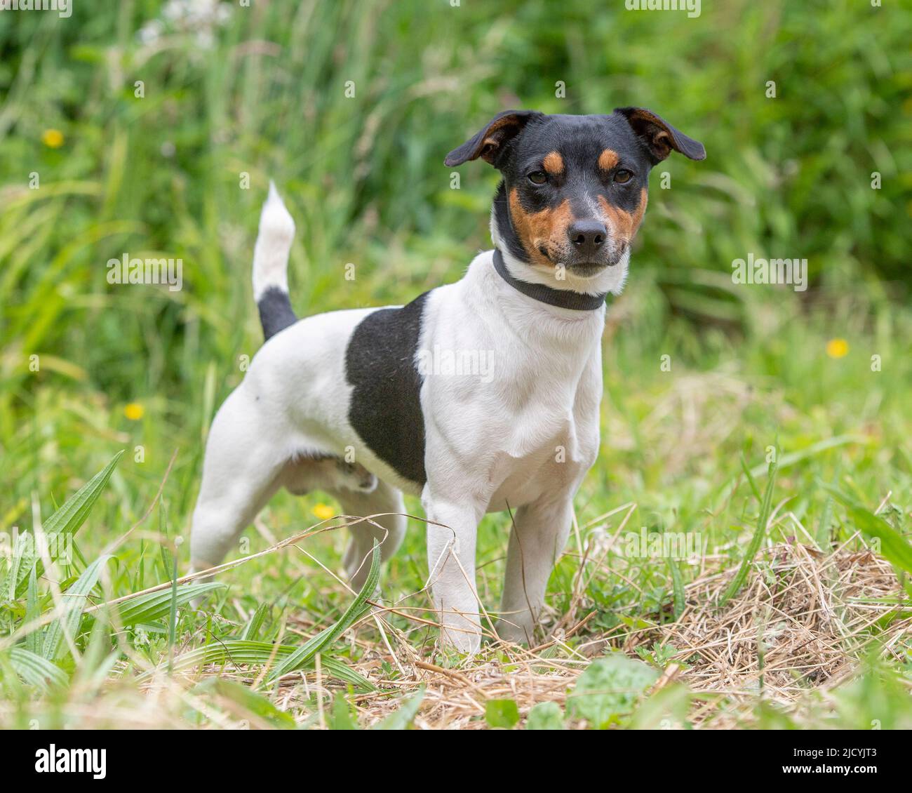 Jack Russell Terrier dog Foto Stock