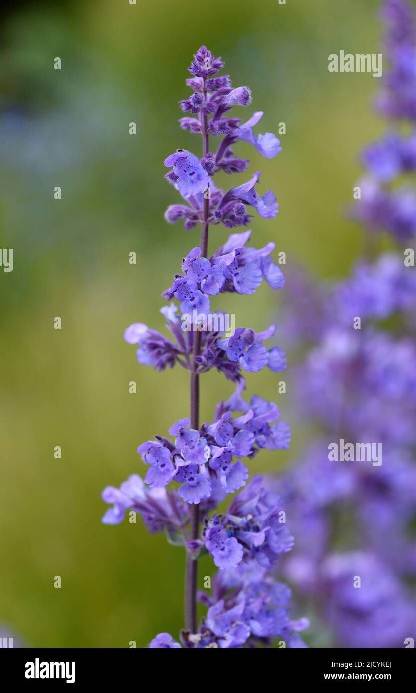 I fiori blu fiori sono Nepeta racemosa Walkers Low, comunemente noto come catmint. Foto Stock