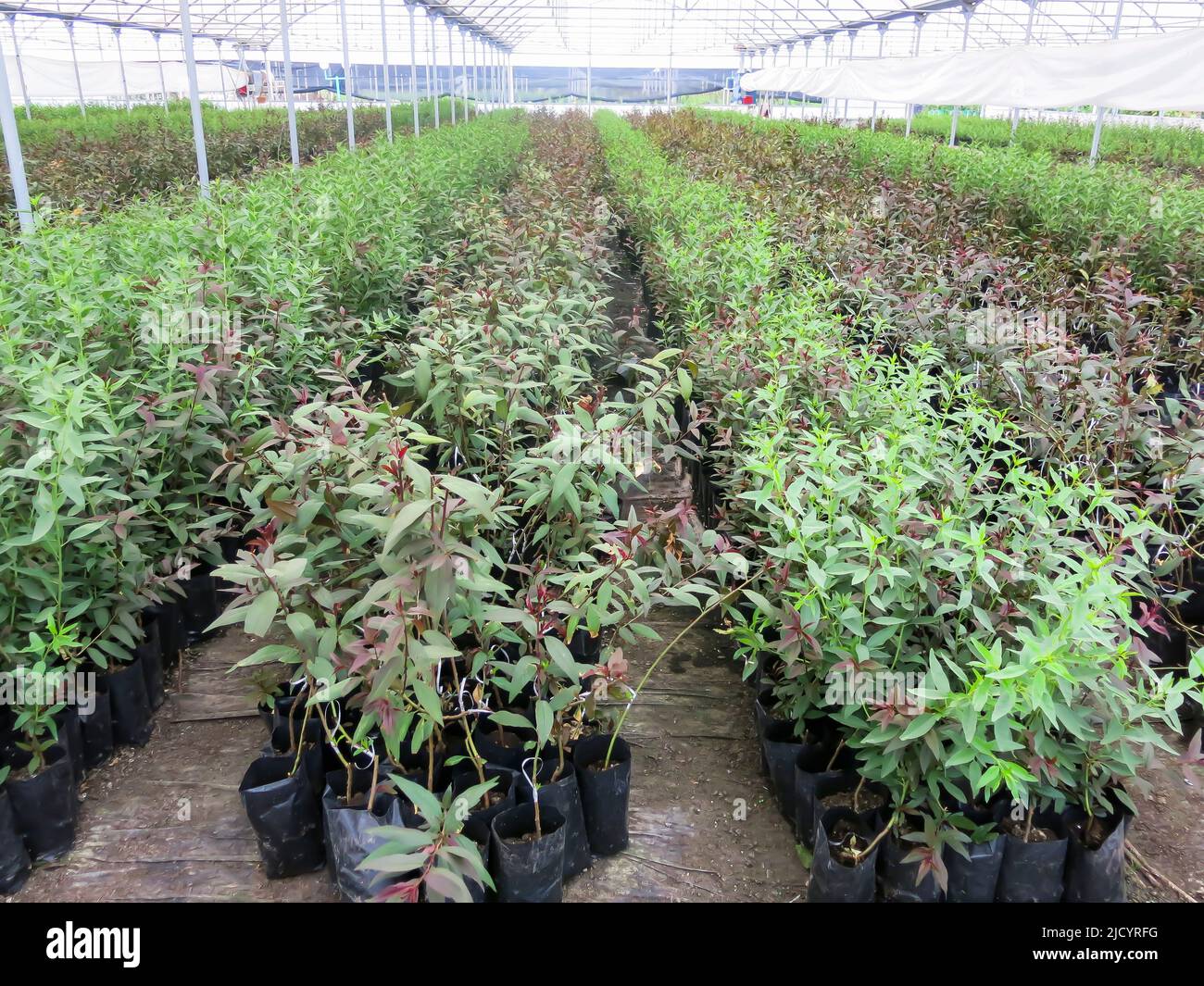 Varietà di piante coltivate in Nursery locale Foto Stock