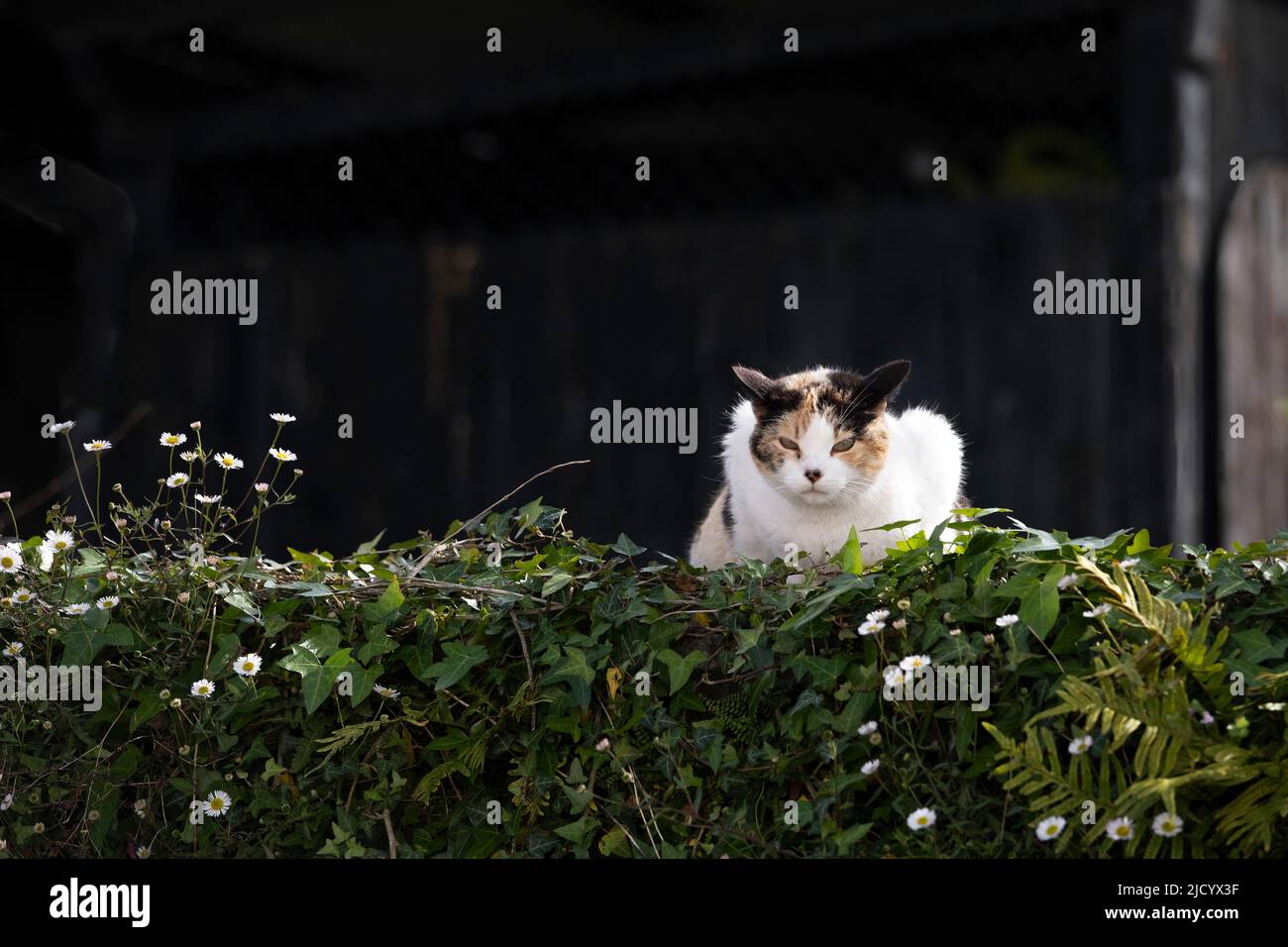 un gatto bianco parassita mantiene un occhio vigile su una parete coperta di edera e margherite, sfondo scuro, spazio copia Foto Stock
