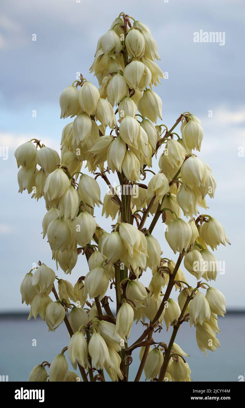 Succulenta pianta mediterranea di Yucca gloriosa ramo fiorito bianco di fronte al cielo blu Foto Stock