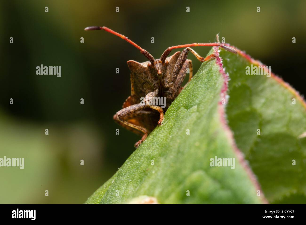 Coreus marginatus, comunemente noto come bug del dock. Foto Stock