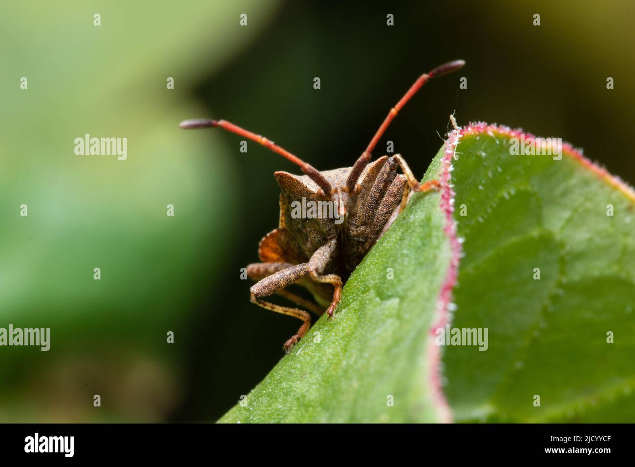 Coreus marginatus, comunemente noto come bug del dock. Foto Stock