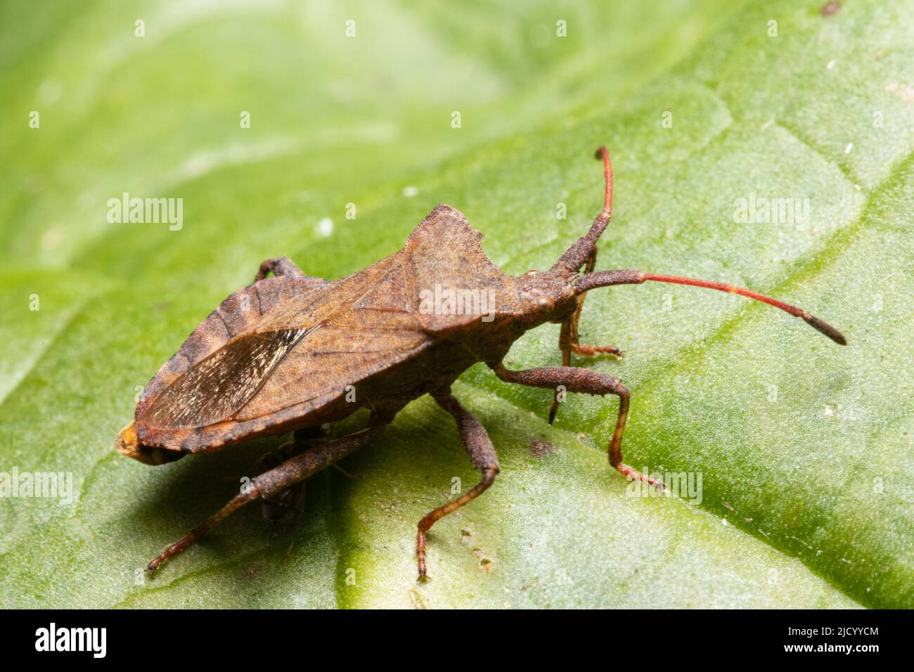 Coreus marginatus, comunemente noto come bug del dock. Foto Stock