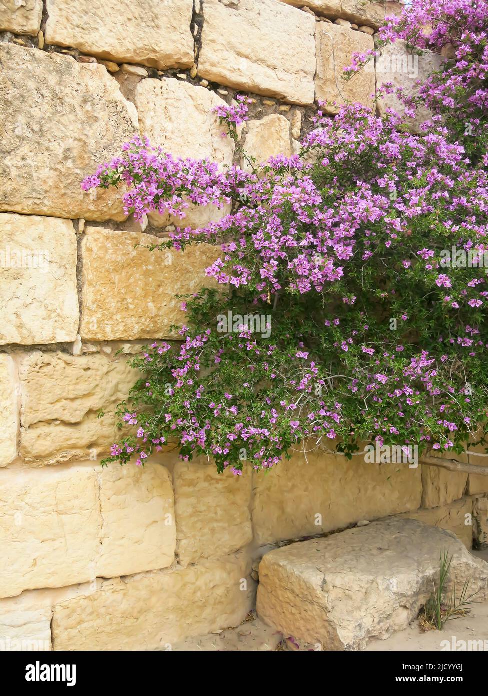 Bougainvillea che cresce contro il Muro antico alle rovine di Sbeitia, Tunisia Foto Stock