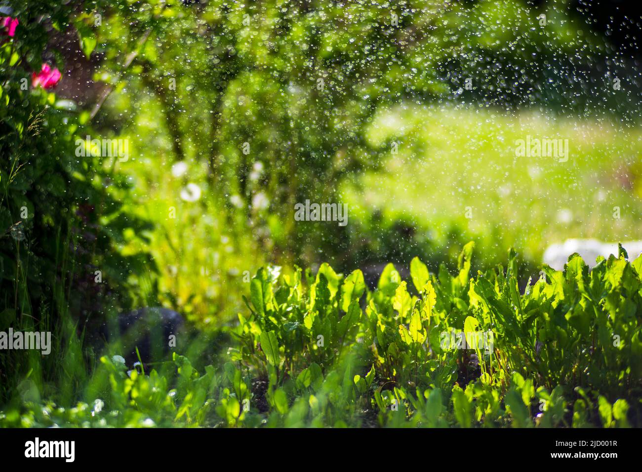 Annaffiatura di piante vegetali su una piantagione nel caldo estivo. Gocce di acqua irrigano raccolti. Concetto di giardinaggio. Piante agricole che crescono in fila di letto. Foto Stock