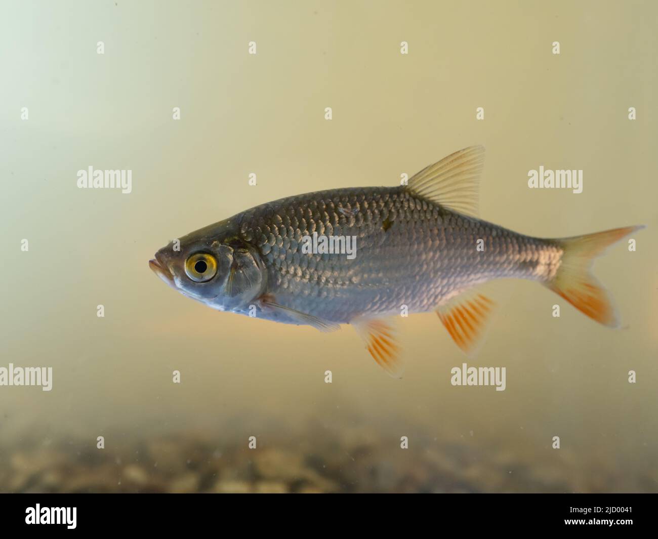 Un roach, o rutilus, Rutilus rutilus, noto anche come il comune di roach, nuoto in acqua dolce. Foto Stock