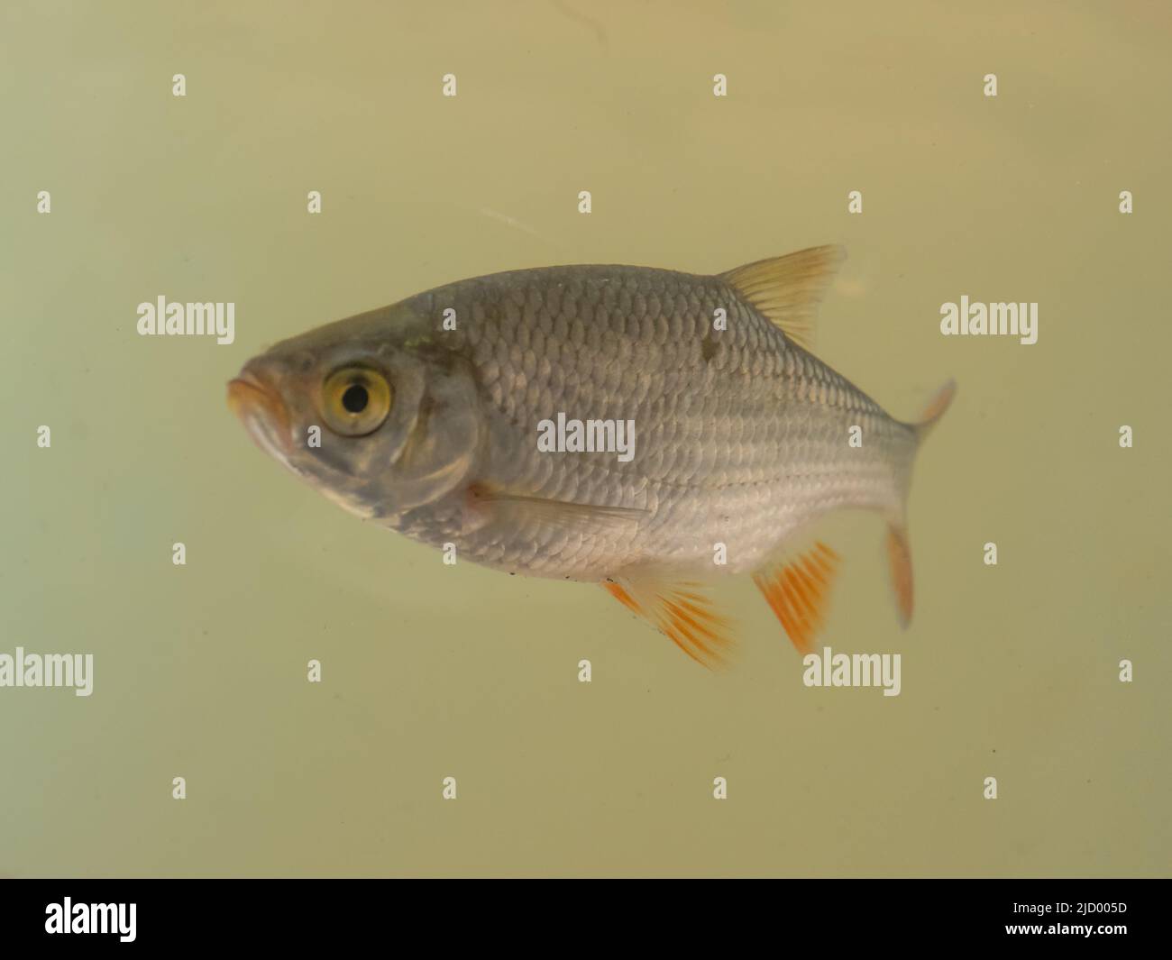 Un roach, o rutilus, Rutilus rutilus, noto anche come il comune di roach, nuoto in acqua dolce. Foto Stock