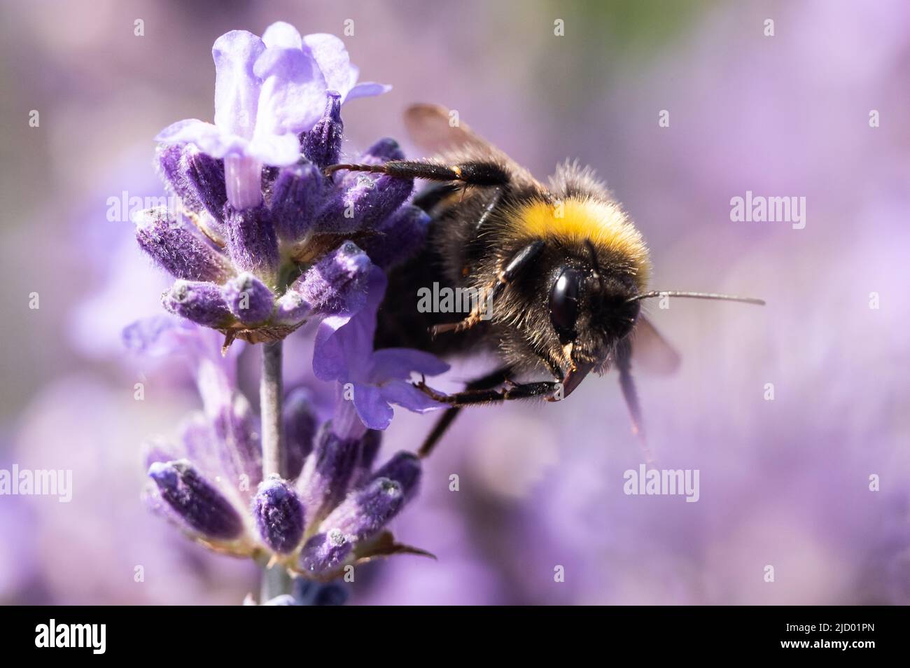 Voggsburg im Kaiserstuhl, Germania. 16th giugno 2022. Un bumblebee su un fiore di lavanda in un campo di lavanda. Credit: Silas Stein/dpa/Alamy Live News Foto Stock