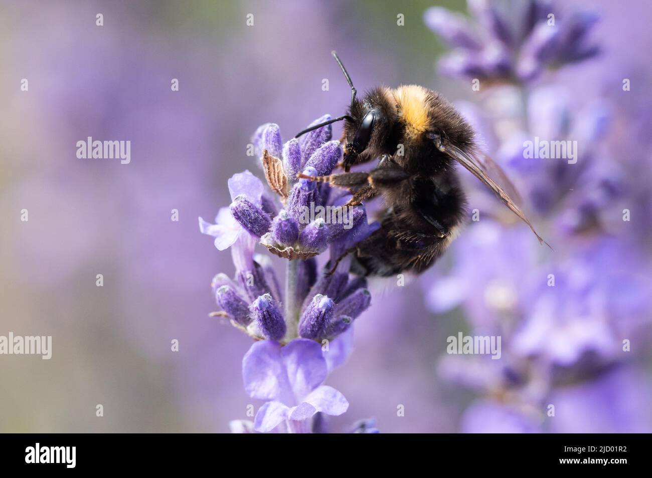 Voggsburg im Kaiserstuhl, Germania. 16th giugno 2022. Un bumblebee su un fiore di lavanda in un campo di lavanda. Credit: Silas Stein/dpa/Alamy Live News Foto Stock