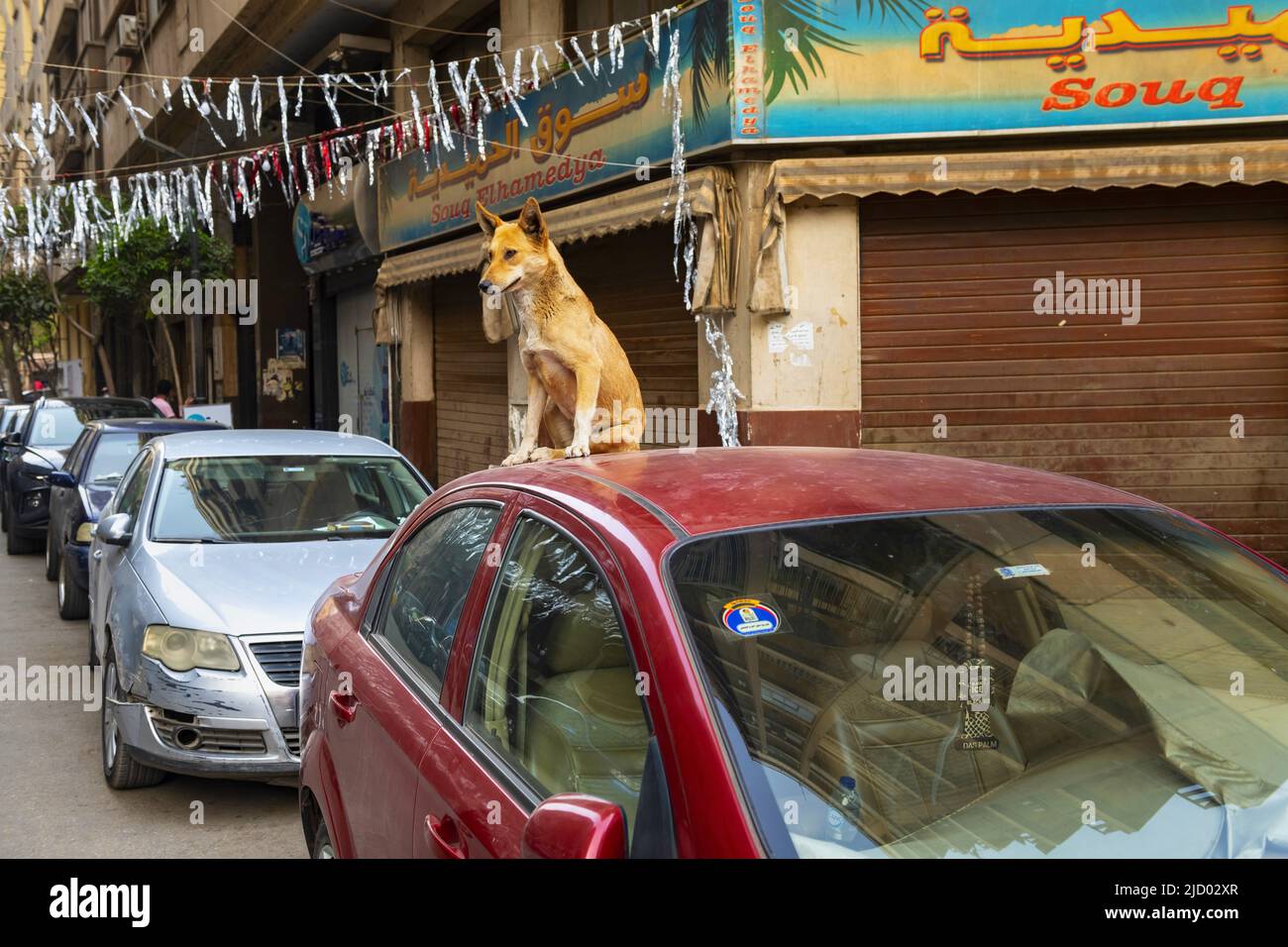 Cane sul tetto dell'auto al Cairo Foto Stock
