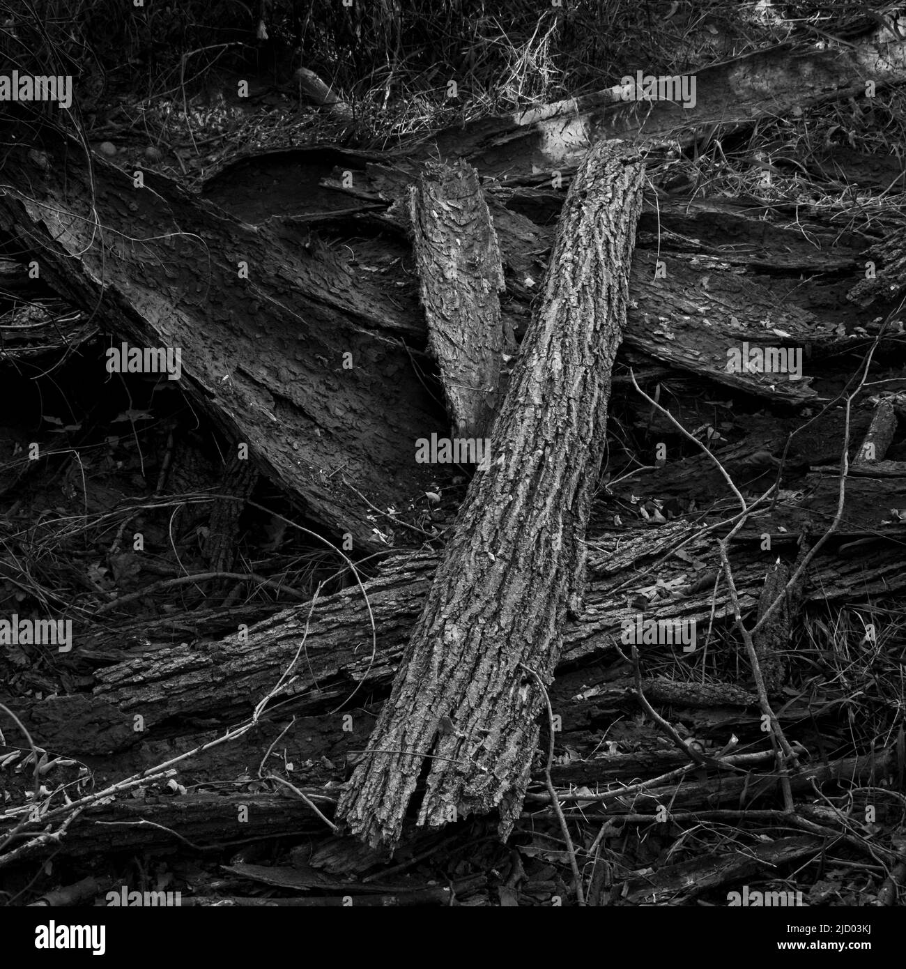 Torino, Italia - 17 settembre 2021 - un mucchio di pezzi di corteccia all'ombra Foto Stock