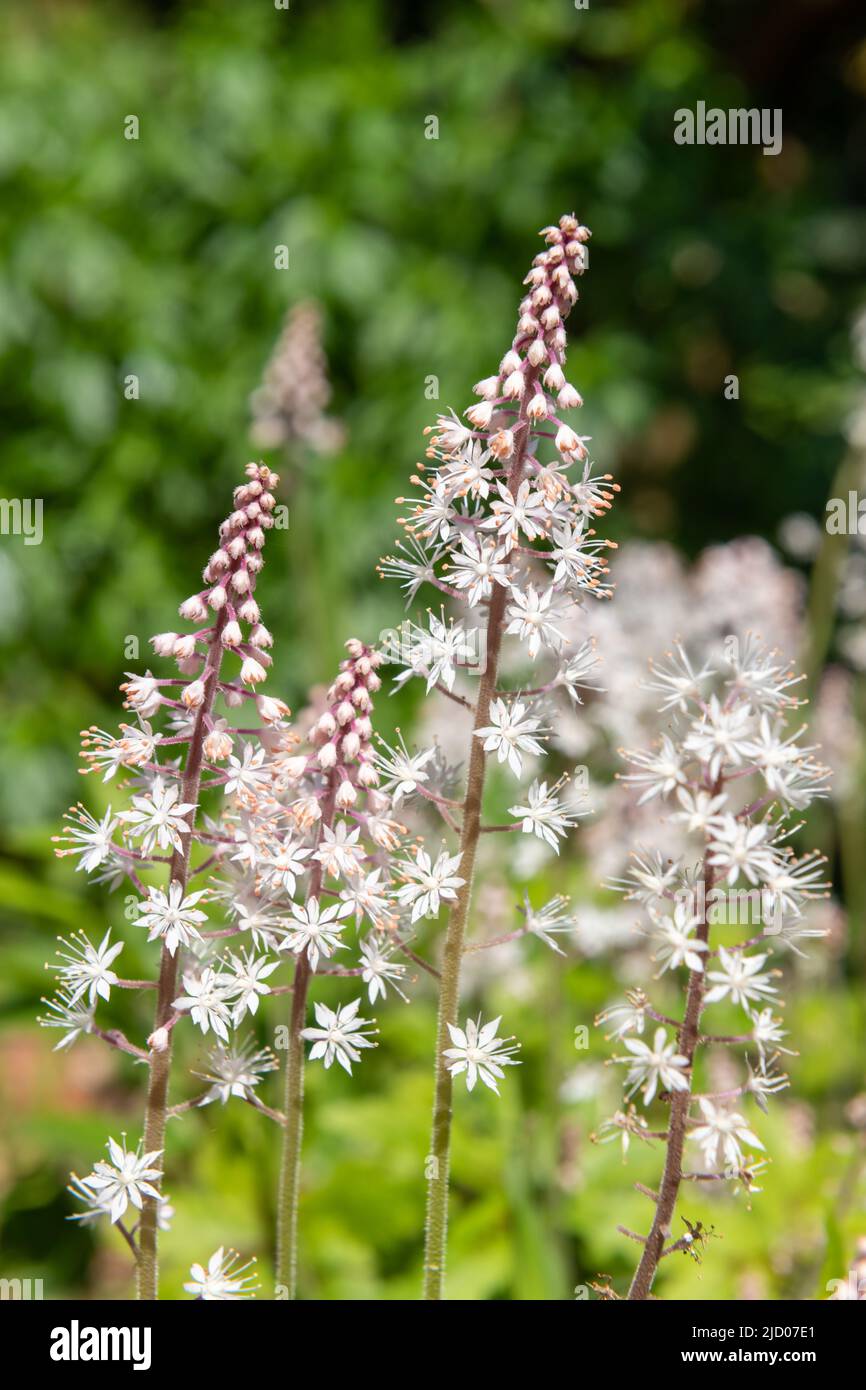 Primo piano di fiori di cuore (tiarella cordifolia) in fiore Foto Stock