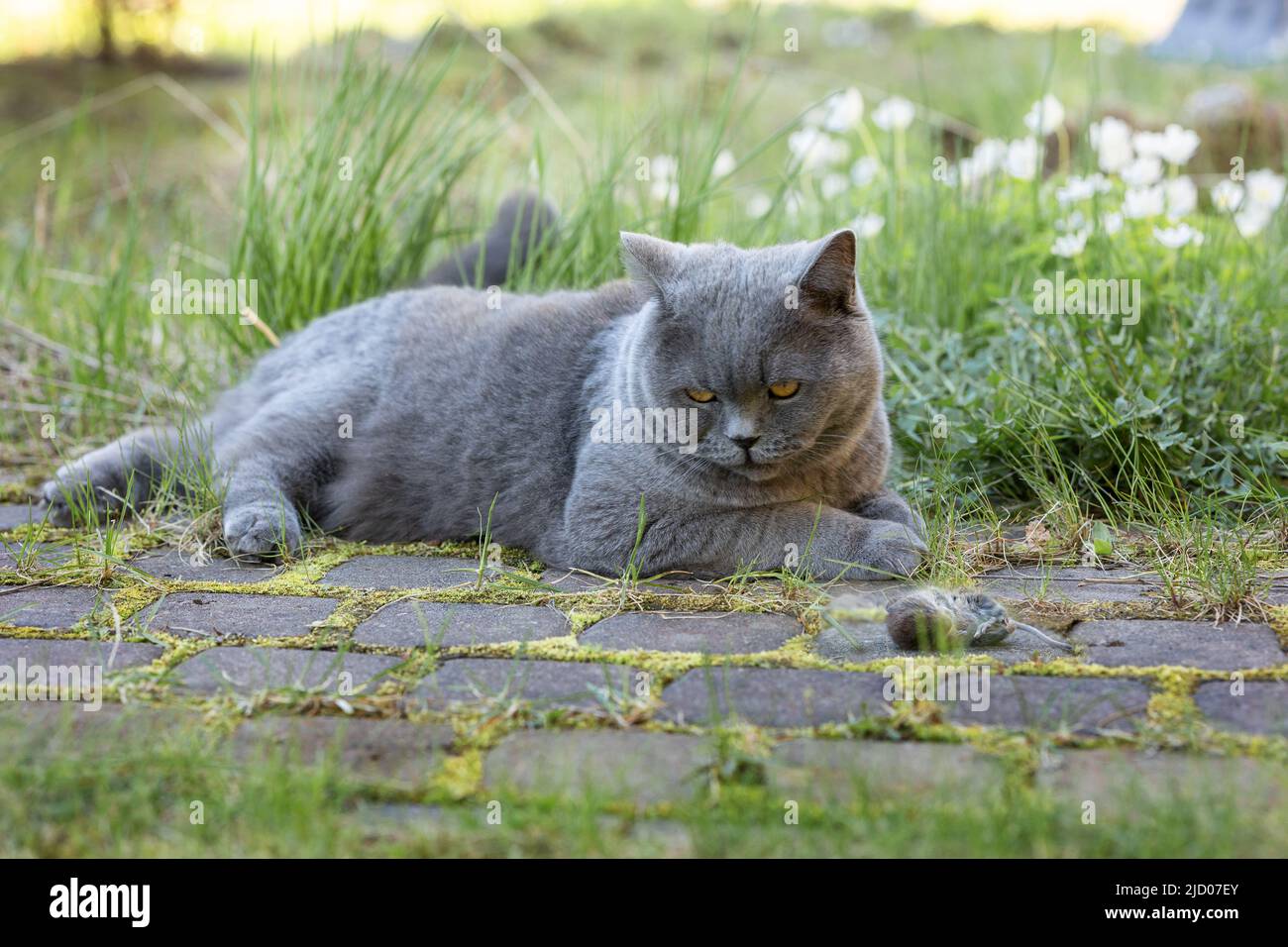 Gatto grigio britannico catturato il topo mentre caccia all'aperto, primo piano. Foto di alta qualità Foto Stock