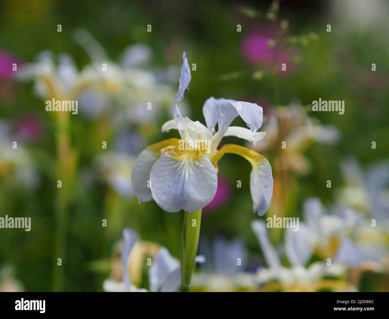 Molto grazioso giallo pallido e bianco e iride viola in un giardino a Ottawa, Ontario, Canada. Foto Stock