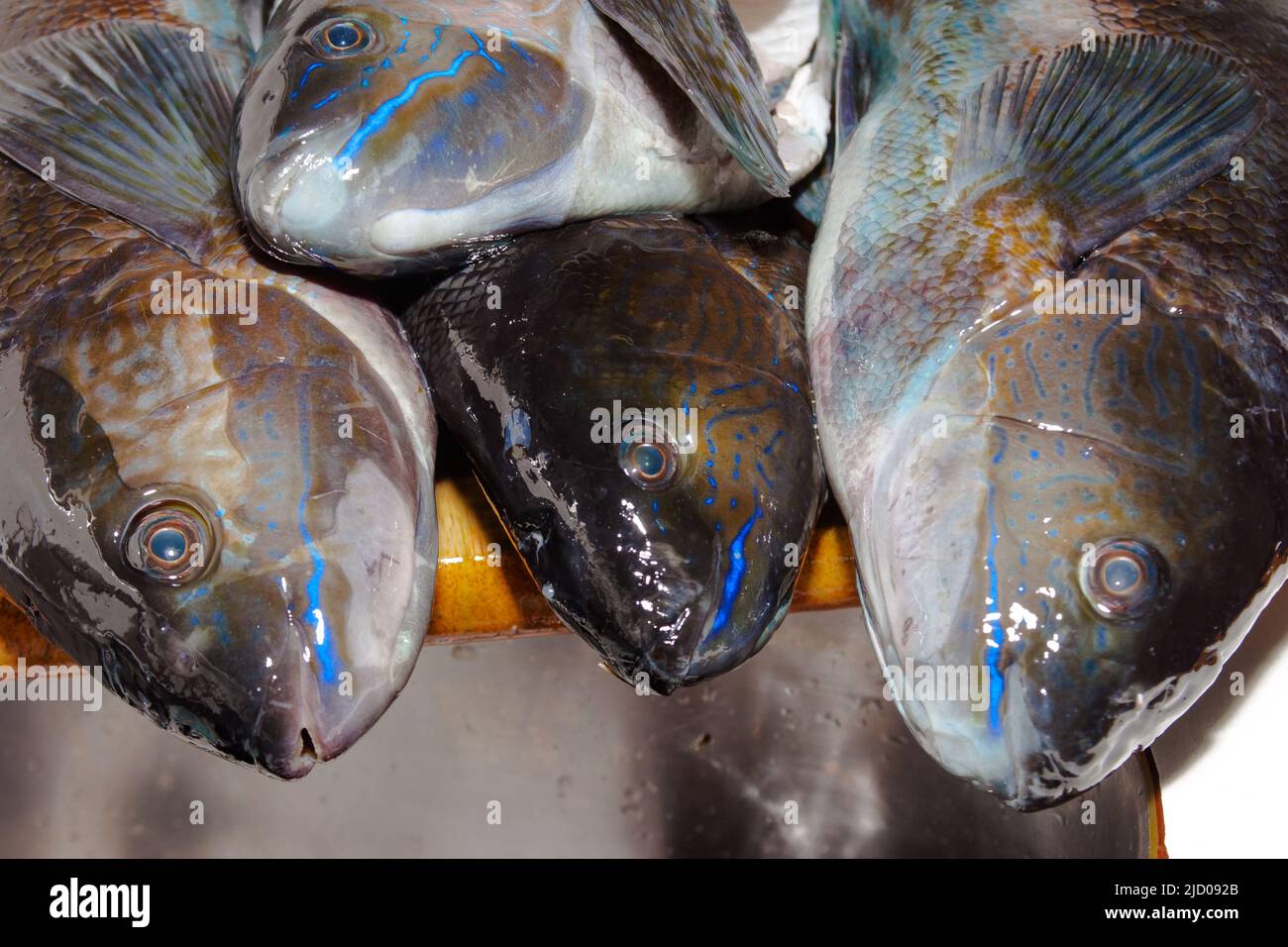 Uno sguardo alla vita in Nuova Zelanda. Pesce farfalla (Odax Pullus) catturato spearfishing: Belle strisce elettriche-blu. Foto Stock