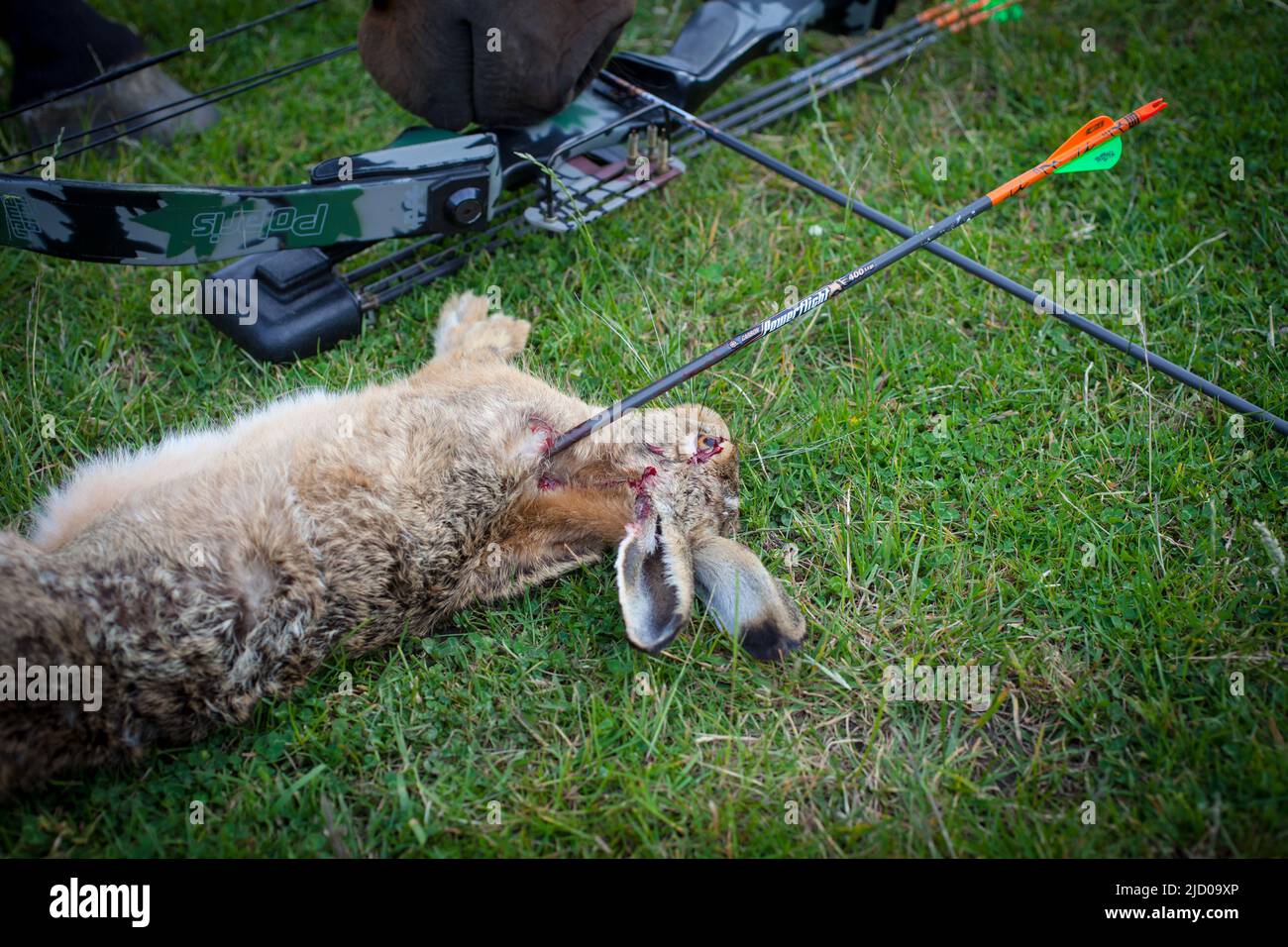 Uno sguardo alla vita in Nuova Zelanda. Caccia all'arco per una cena selvaggia. Può sembrare un po' triste, ma questa è una tradizione antica: La caccia all'arco e alla freccia. Foto Stock Uno sguardo alla vita in Nuova Zelanda. Caccia all'arco per una cena selvaggia. Può sembrare un po' triste, ma questa è una tradizione antica: La caccia all'arco e alla freccia. Foto Stock