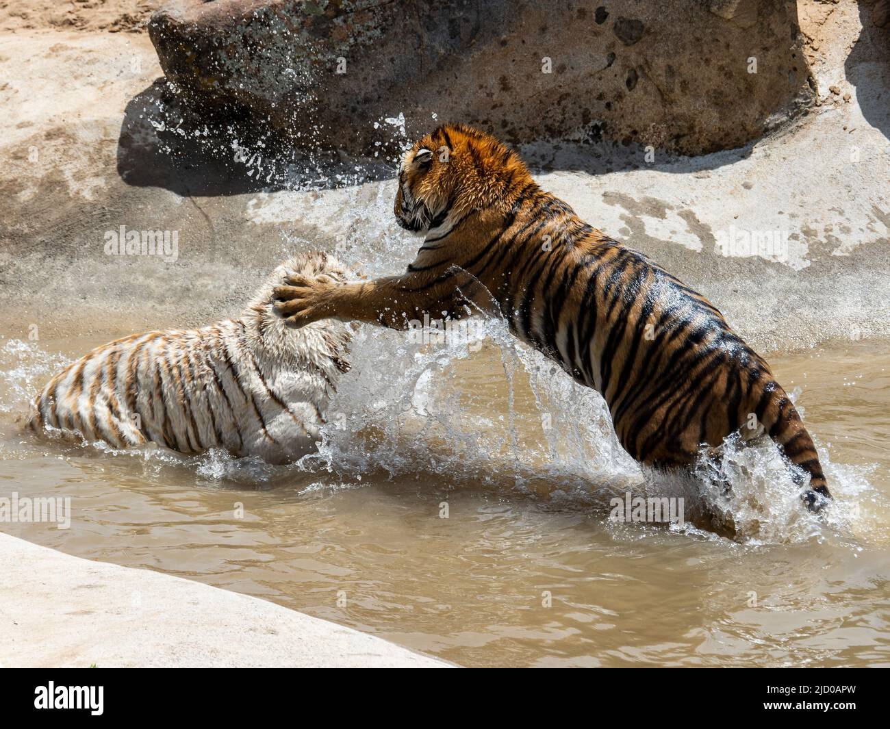 Una splendida variante bianca di una tigre del Bengala e una tigre del Bengala dai colori tradizionali lottano all'incredibile Wild Animal Sanctuary dopo il salvataggio Foto Stock